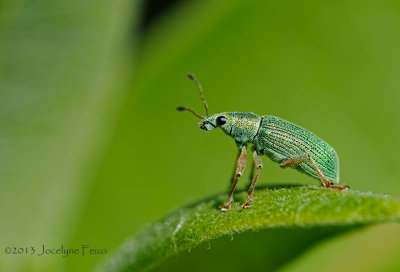 Charançon vert / Leaf Weevil