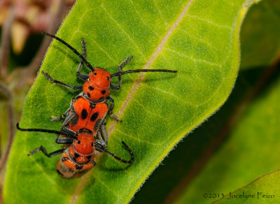 Longicornes de l'asclpiade s'accouplant / Maiting Red Milkweed Beetle