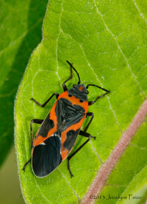 Petite punaise de l'asclpiade / Small Milkweed Bug