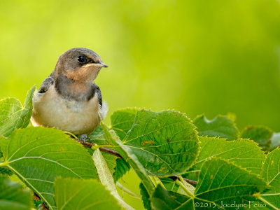 Hirondelle rustique (juvnile) / Barn Swallow (juvenile)