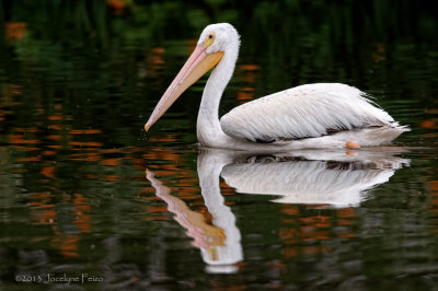 Plican d'Amrique / American White Pelican