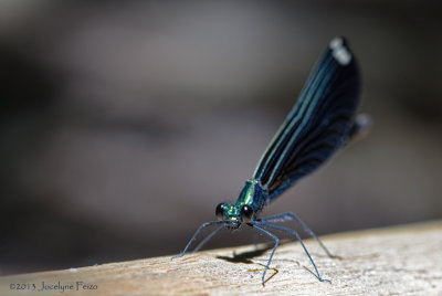 Calopteryx