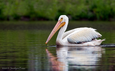 Plican d'Amrique / American White Pelican
