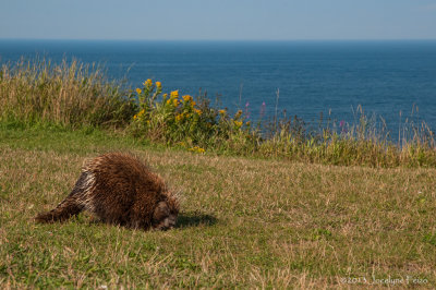 Porc-pic d'Amrique / American Porcupine