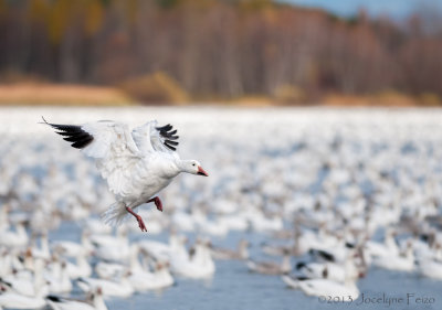 OIes des neiges / Snow Geese