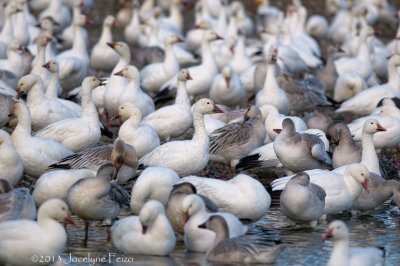 Oies des neiges / Snow Geese