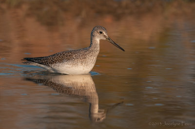 Grand Chevalier / Greater Yellowlegs