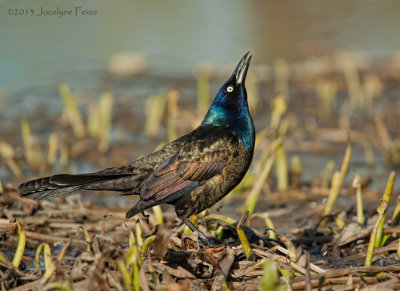 Quiscale bronzé / Common Grackle