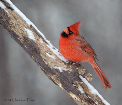 Cardinal rouge / Red Cardinal