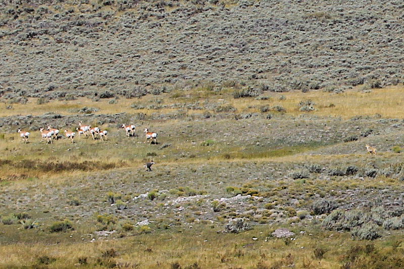 IMG_6581 - two wolves and pronghorn