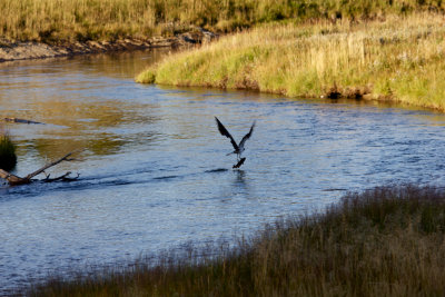 IMG_5799 - Osprey in action Firehole River near Old Faithful