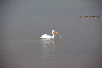 IMG_5136 - White pelican