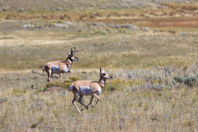 IMG_6623 - Pronghorn