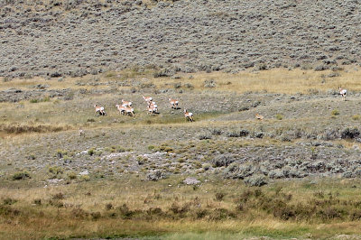 IMG_6580- two wolves stalking pronghorn
