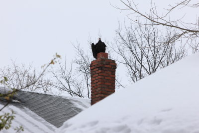 Turkey vulture