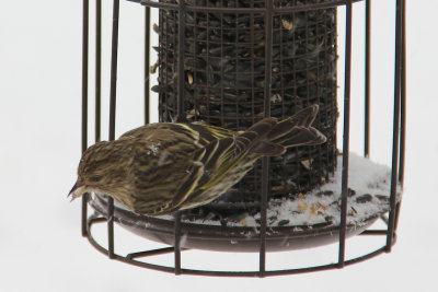 Pine siskin