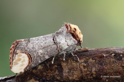 Notodontidae - Tandvlinders