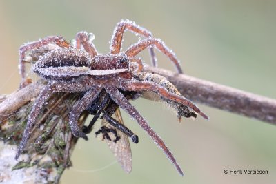 Pisauridae - Kraamwebspinnen