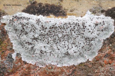 Lecanora campestris - Kastanjebruine Schotelkorst 6.JPG