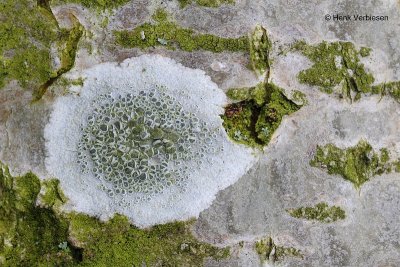 Lecanora chlarotera - Witte Schotelkorst.JPG