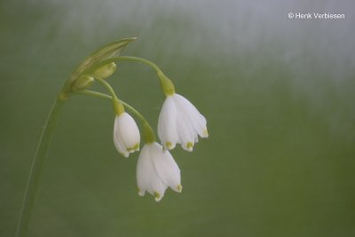 Leucojum aestivum - Zomerklokje.JPG