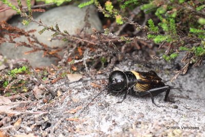 Gryllus campestris - Veldkrekel.JPG