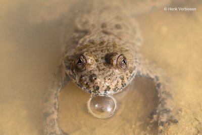 Bombina variegata - Geelbuikvuurpad 2.JPG