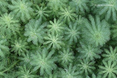 Myriophyllum aquaticum - Parelvederkruid.JPG