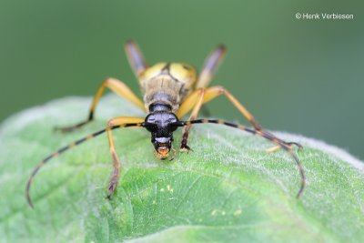 Rutpela maculata - Geringelde Smalboktor 4.JPG