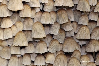 Coprinellus disseminatus - Zwerminktzwam 3.JPG