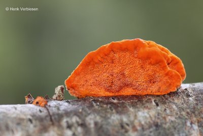 Pycnoporus cinnabarinus - Vermiljoenhoutzwam 2.JPG