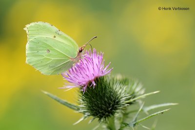 Gonepteryx rhamni - Citroenvlinder 2.JPG