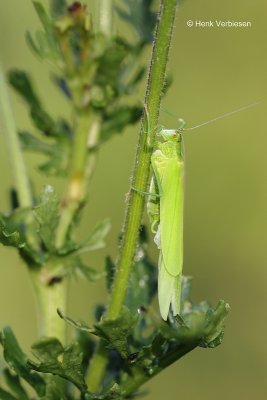 Phaneropteridae
