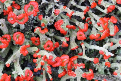 Cladonia floerkeana - Rode Heidelucifer 2.JPG