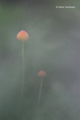 Mycena acicula - Oranje Dwergmycena.JPG