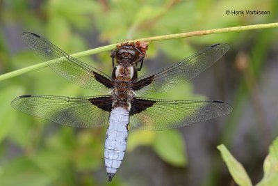 Libellula depressa - Platbuik 1.JPG