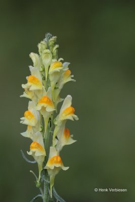 Linaria vulgaris - Vlasbekje 2.JPG
