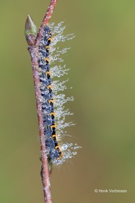 Lasiocampa quercus - Hageheld.JPG