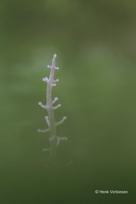 Dendrocollybia racemosa - Vertakte Collybia 2.JPG