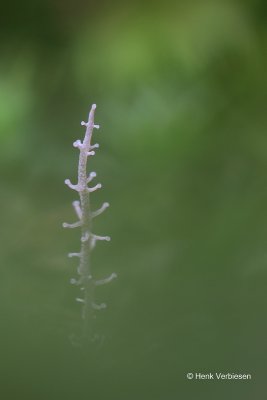 Dendrocollybia racemosa - Vertakte Collybia 1.JPG