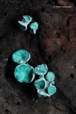 Chlorociboria aeruginascens - Gewone Kopergroenbekerzwam 2.JPG