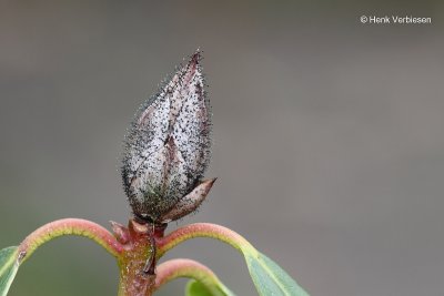 Seifertia azaleae - Rhododendronknopvreter.JPG 