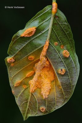 Puccinia coronata - Kroonroest 2.JPG