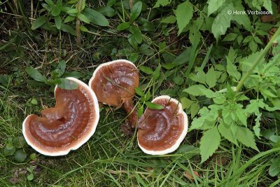 Ganoderma lucidum - Gesteelde Lakzwam.JPG