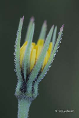 Tragopogon pratensis - Gele Morgenster 1.JPG