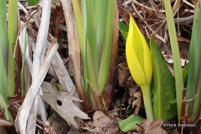 Lysichiton americanus - Moeraslantaarn.JPG