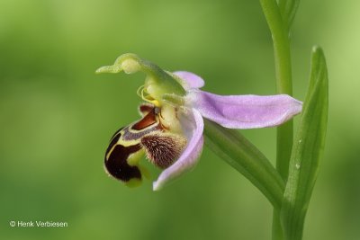 Zaadplanten Orchideeën