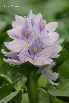 Eichhornia crassipes - Waterhyacint 3.JPG