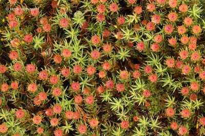 Polytrichum piliferum - Ruig Haarmos 1.JPG