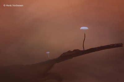 Marasmiaceae